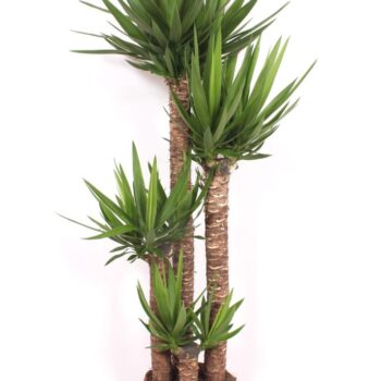 Yucca elephantipes 120-90-60-30 XL