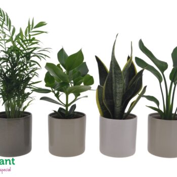 Easy Care mix in Havana mix 12cm