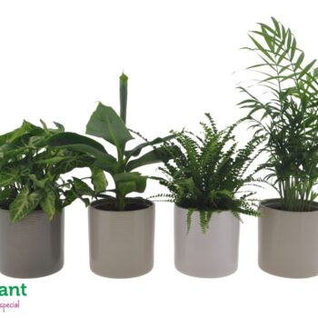 Fresh Green mix in Havana mix keramiek