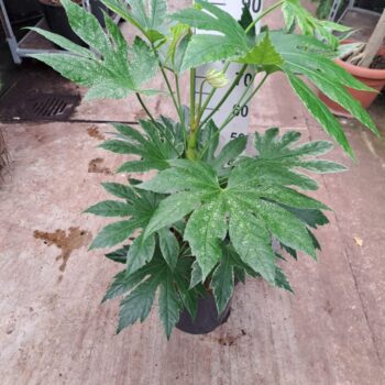 Fatsia Japonica Spider Web