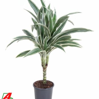 Dracaena White Stripe (15cm stem)
