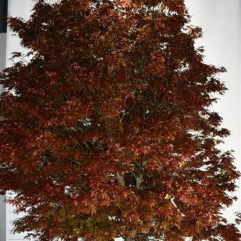 Acer pal. 'Skeeter's Broom'