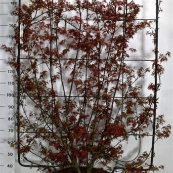 Acer pal. 'Skeeter's Broom'