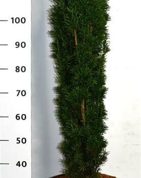 Taxus b. 'Fastigiata Robusta'