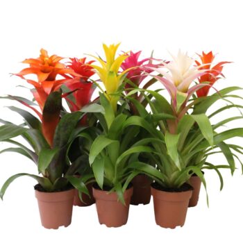 Guzmania Mix -12cm