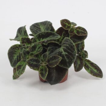 Episcia Black Velvet 12CM