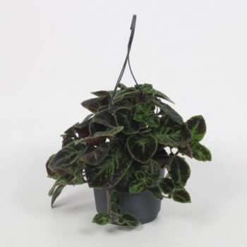 Episcia Black Velvet 17CM