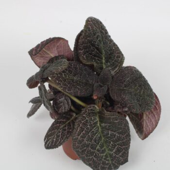 Episcia Country Brilliance 12CM