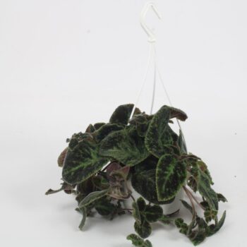 Episcia Country Brilliance 14CM