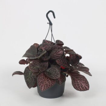 Episcia Country Brilliance 17CM