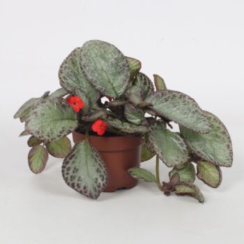 Episcia Joy Sweet Pink 12CM