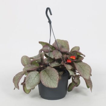 Episcia Joy Sweet Pink 17CM