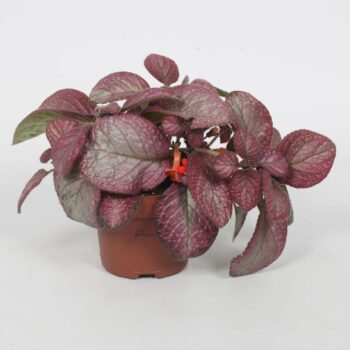 Episcia Malayan Gem 12CM