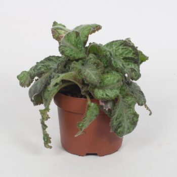 Episcia Picasso 12CM