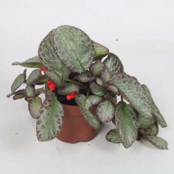 Episcia Pink Acajou 12CM