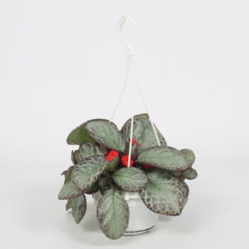 Episcia Pink Acajou 14CM