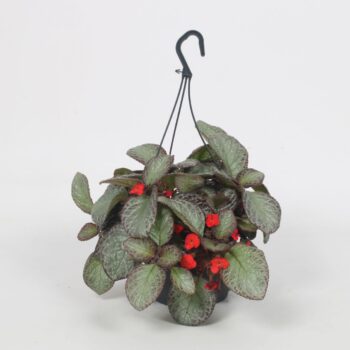 Episcia Pink Acajou 17CM