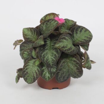 Episcia Pink Panther 12CM
