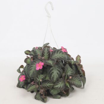 Episcia Pink Panther 14CM