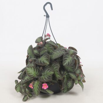 Episcia Pink Panther 17CM