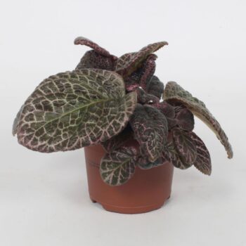 Episcia Red Crocodile 12CM