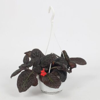 Episcia Red Crocodile 14CM