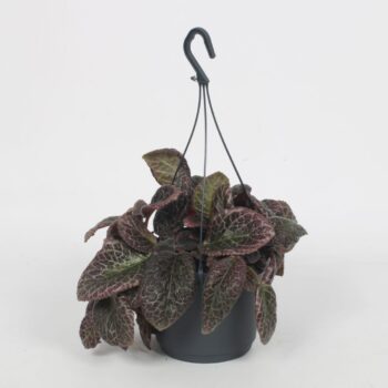Episcia Red Crocodile 17CM