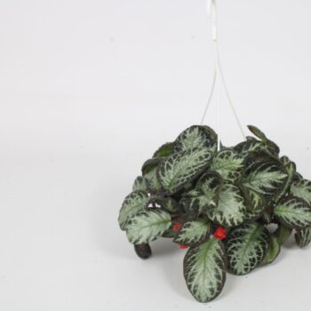 Episcia Silver Shield 14CM