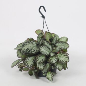 Episcia Silver Shield 17CM