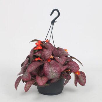 Episcia Malayan Gem 17CM