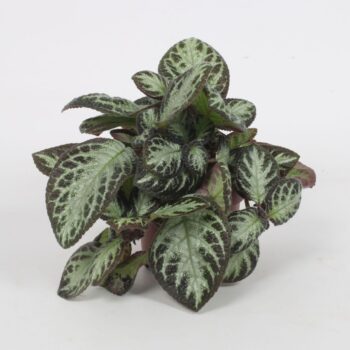 Episcia Silver Shield 12CM