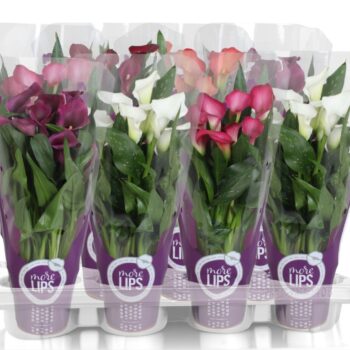 Zantedeschia gemengd Calla mix in paarse MoreLIPS® hoes