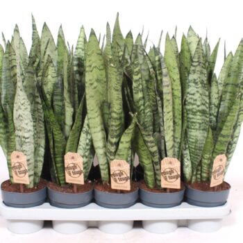 Sansevieria zeylanica XL