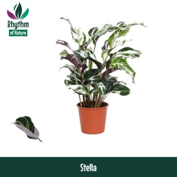 Calathea 14cm Stella Rhythm of Nature zonder hoes