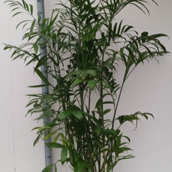 chamaedorea seifrizii