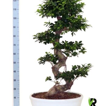 Ficus micr. S-type in keram. ovale schaal met schotel wit