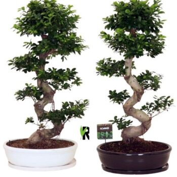 Ficus micr. S-type in keram. ovale schaal met schotel gemengd