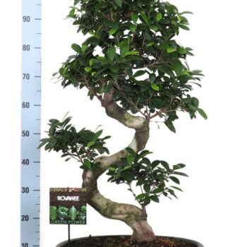 Ficus micr. S-type in keram.ovaal schaal met schotel groen