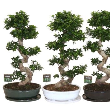 Ficus micr. S-type in keramiek ovaal schaal met schotel gemengd