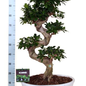 Ficus micr. S-type in keram. ovale schaal met schotel wit