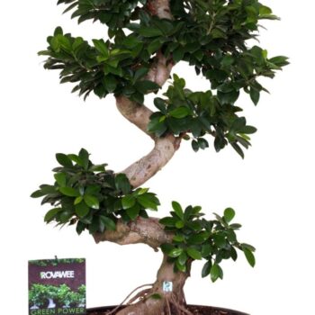 Ficus micr. S-type in keram. ovale schaal met schotel zwart