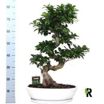 Ficus micr. S-type in keramiek ovaal schaal met schotel wit