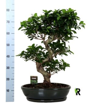 Ficus micr. S-type in keramiek ovaal schaal met schotel groen