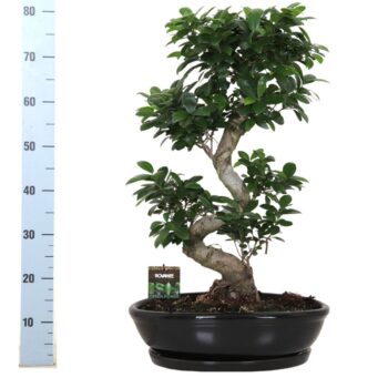 Ficus micr. S-type in keramiek ovaal schaal met schotel zwart