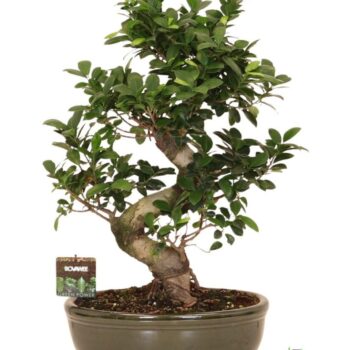 Ficus micr. S-type in keram. ovale schaal met schotel groen
