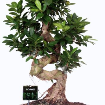 Ficus micr. S-type in keram. ovale schaal met schotel wit