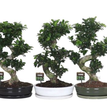 Ficus micr. S-type in keramiek ovaal schaal met schotel gemengd