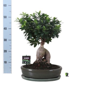 Ficus micr. Ginseng in keramiek ovaal groen