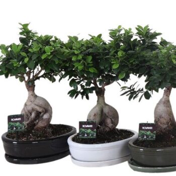 Ficus micr. ginseng in keramiek ovaal gemengd