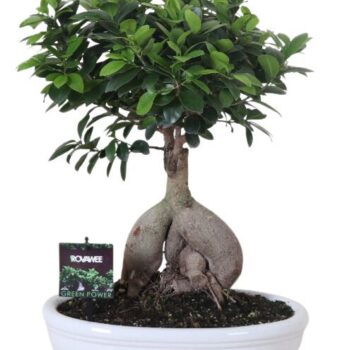 Ficus micr. Ginseng in keramiek ovaal wit